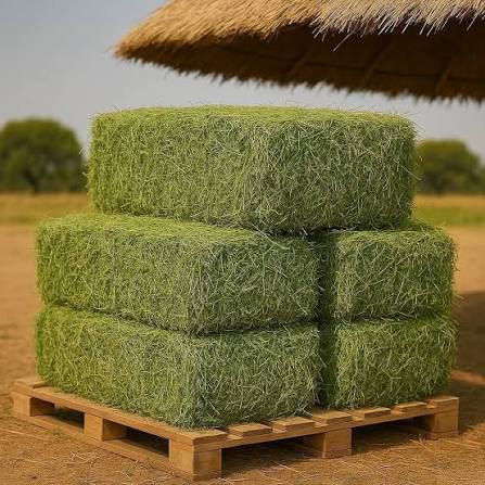 QUALITY HAY: TURNING FORAGE INTO LIVESTOCK FEED SECURITY